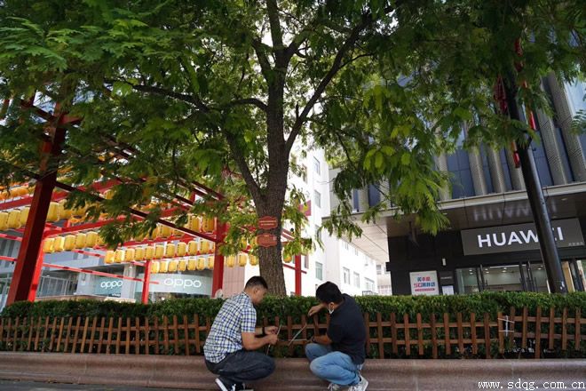 呵護芙蓉樹，攜手共成長